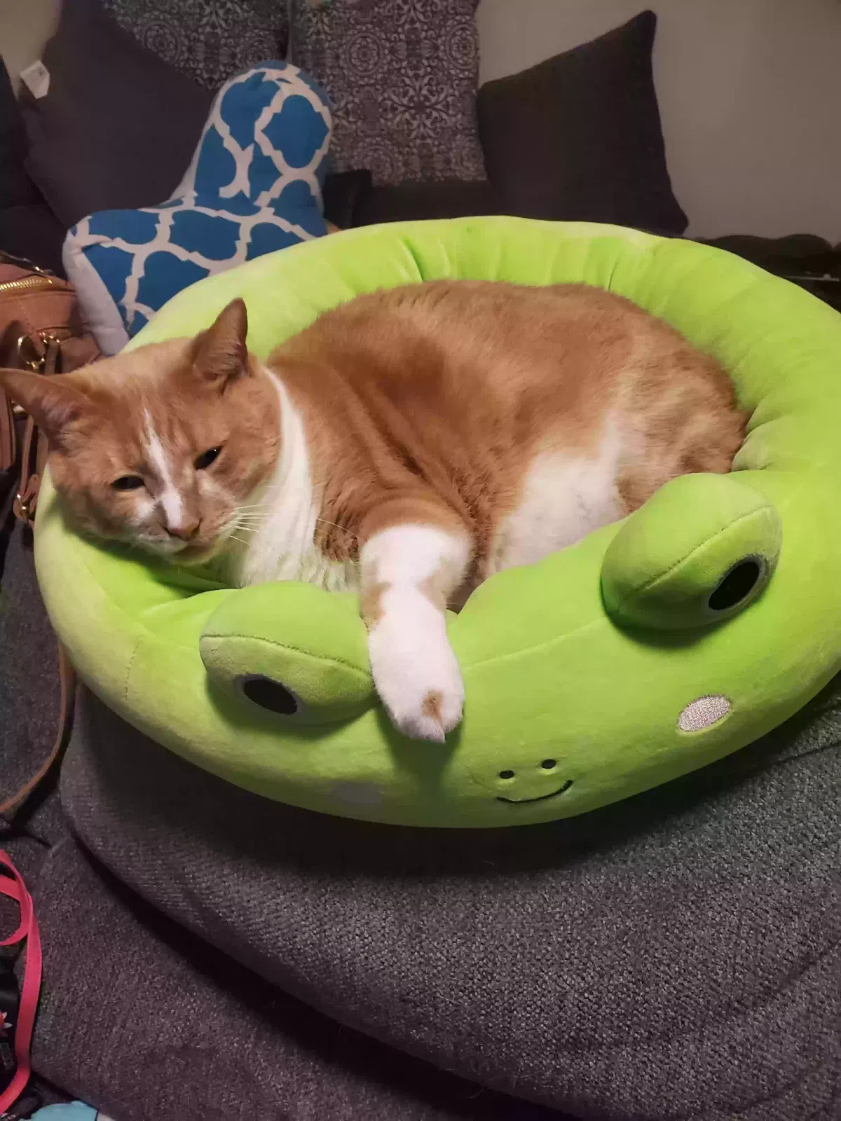 Lost cat in Puyallup, WA, 98375