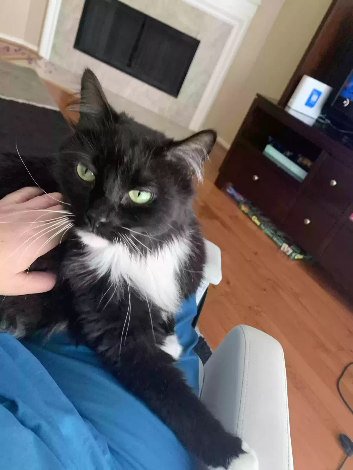 Lost cat in Manvel, TX, 77578