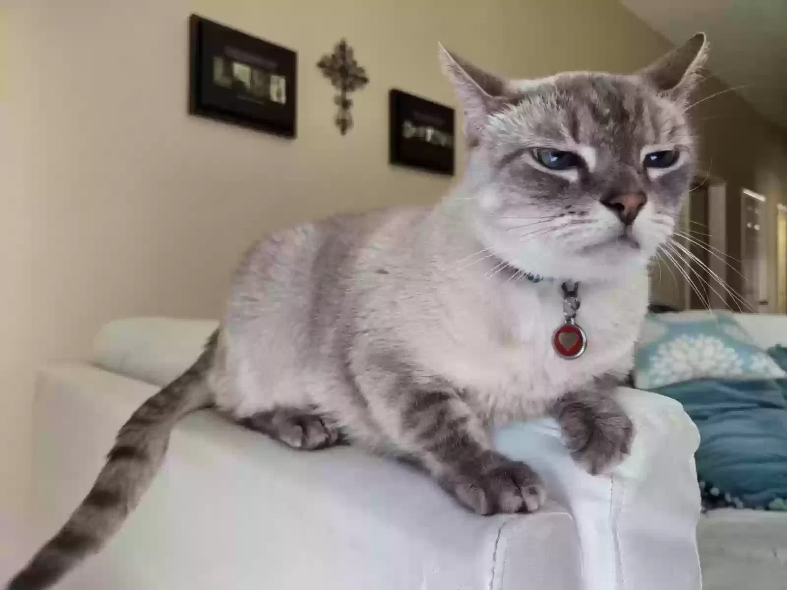 Lost cat in Manvel, TX, 77578