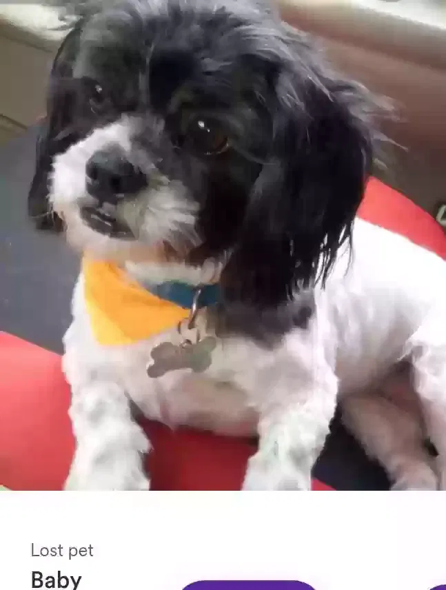 Lost dog in Porterville, CA, 93257