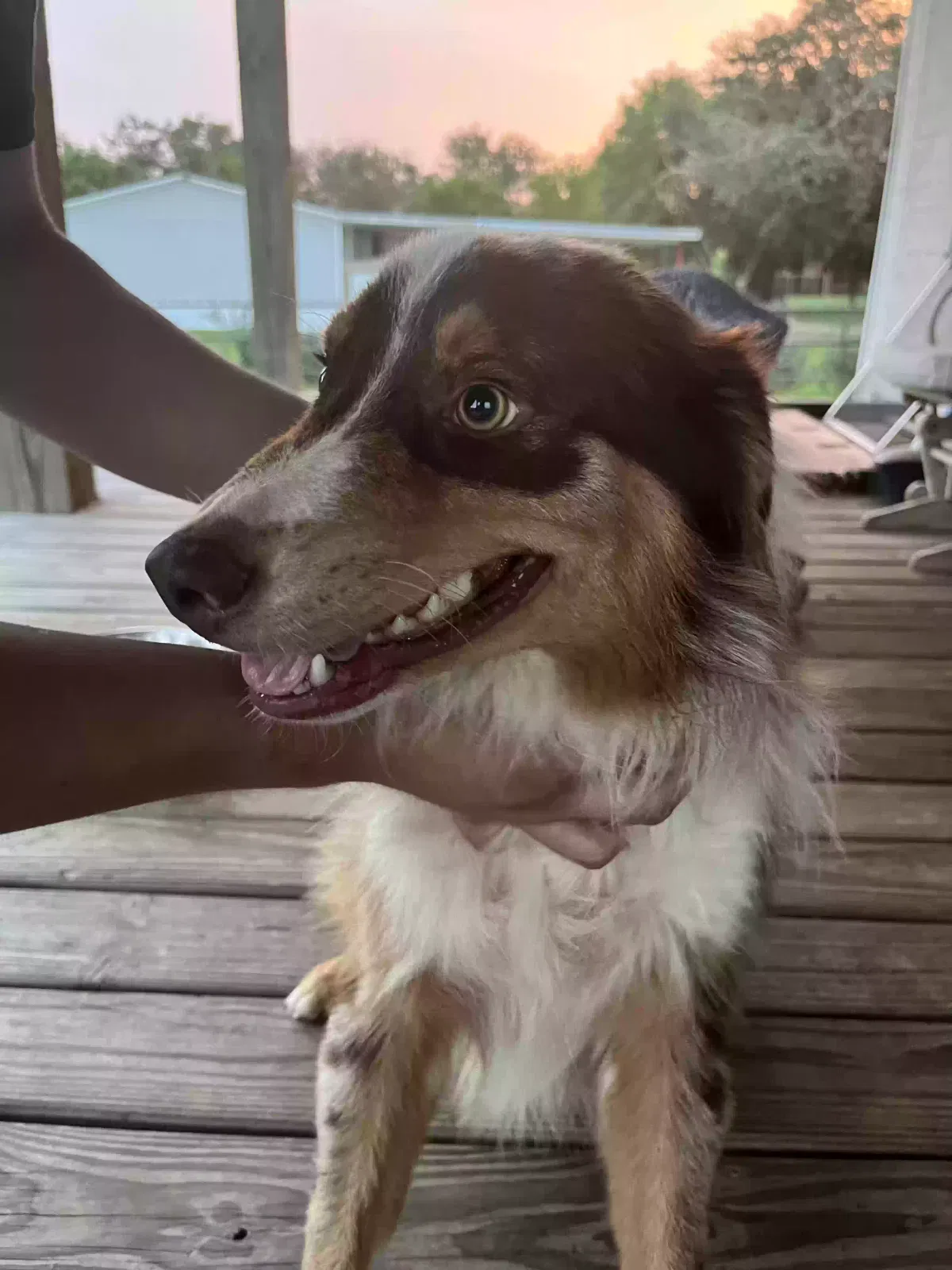 Found dog in Alvin, TX, 77511