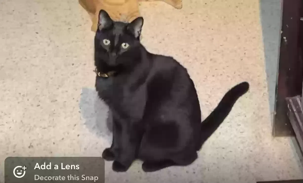 Lost cat in Tulsa, OK, 74135