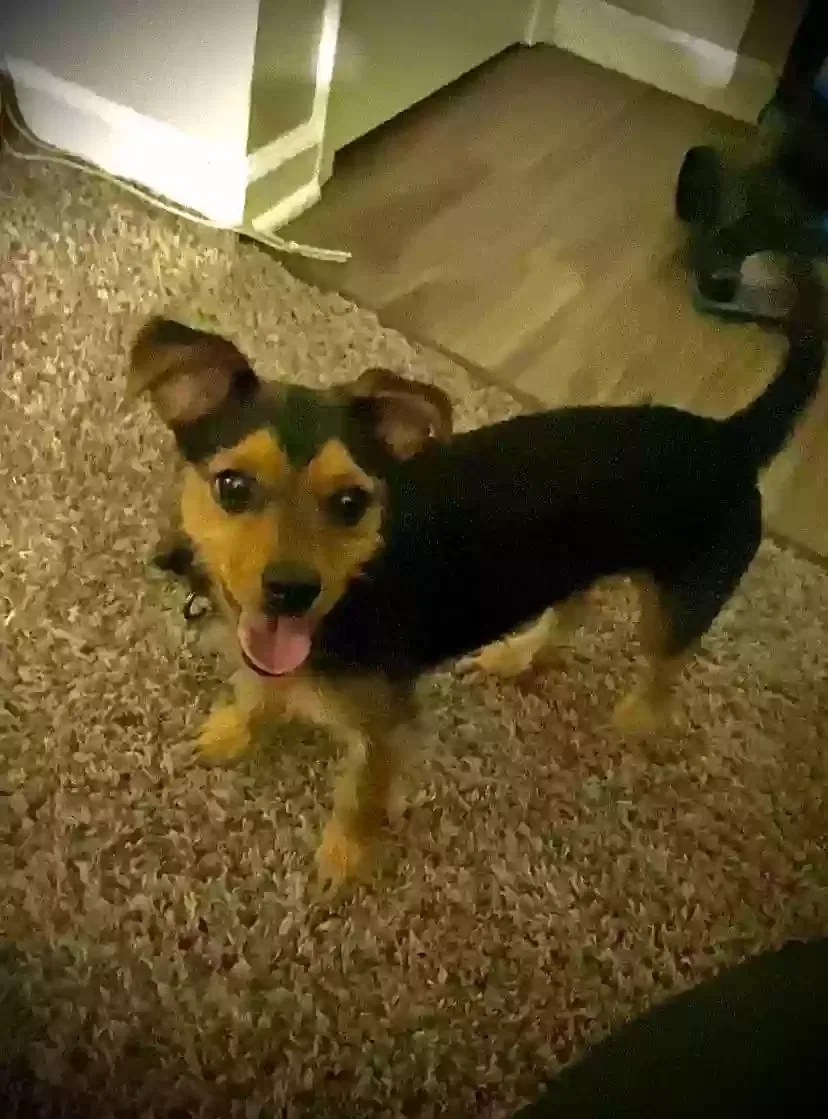Lost dog in Franklin, IN, 46131