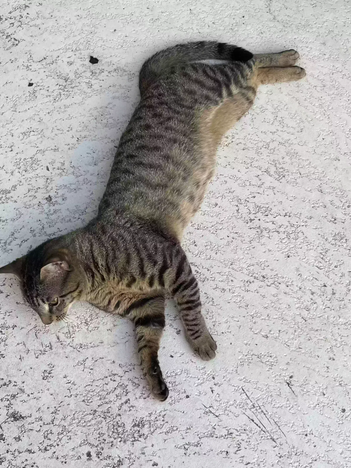 Lost cat in Valrico, FL, 33596
