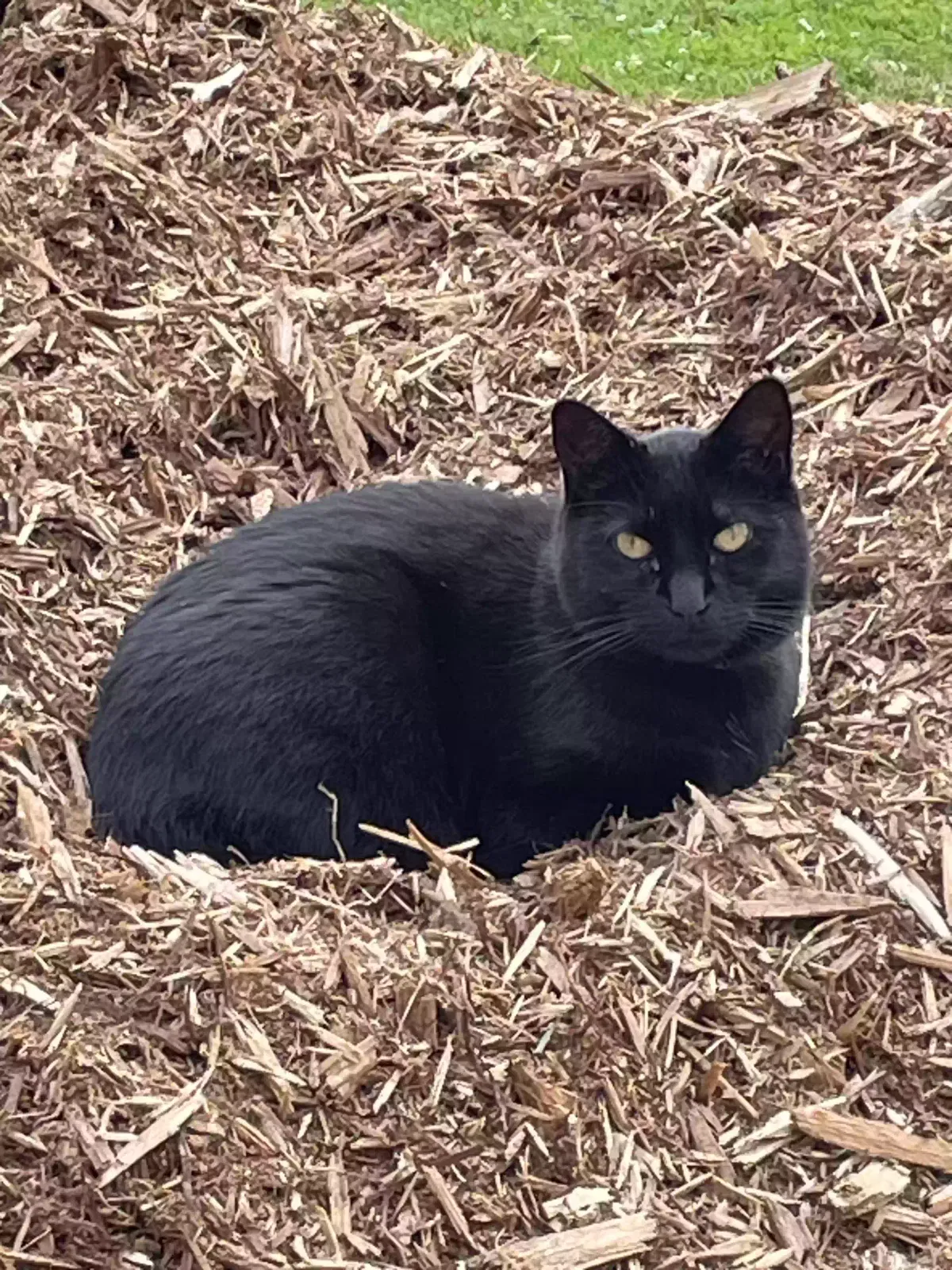 Lost cat in Commerce Township, MI, 48382