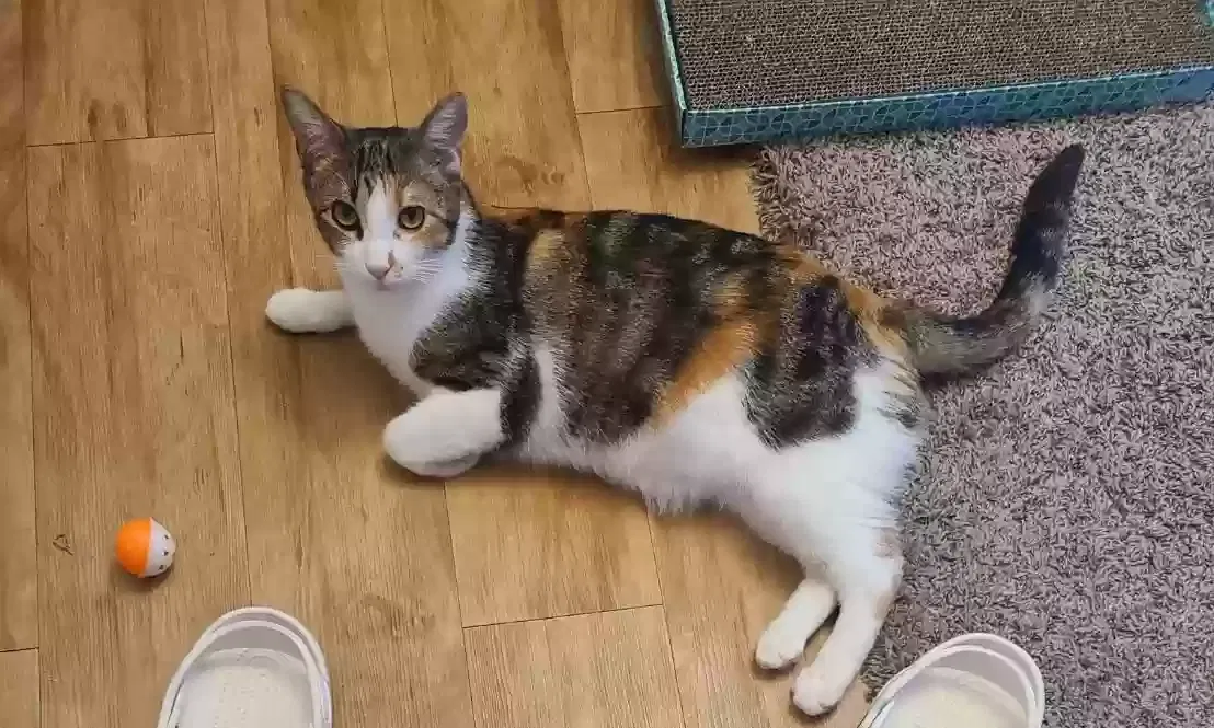 Lost cat in Round Rock, TX, 78681