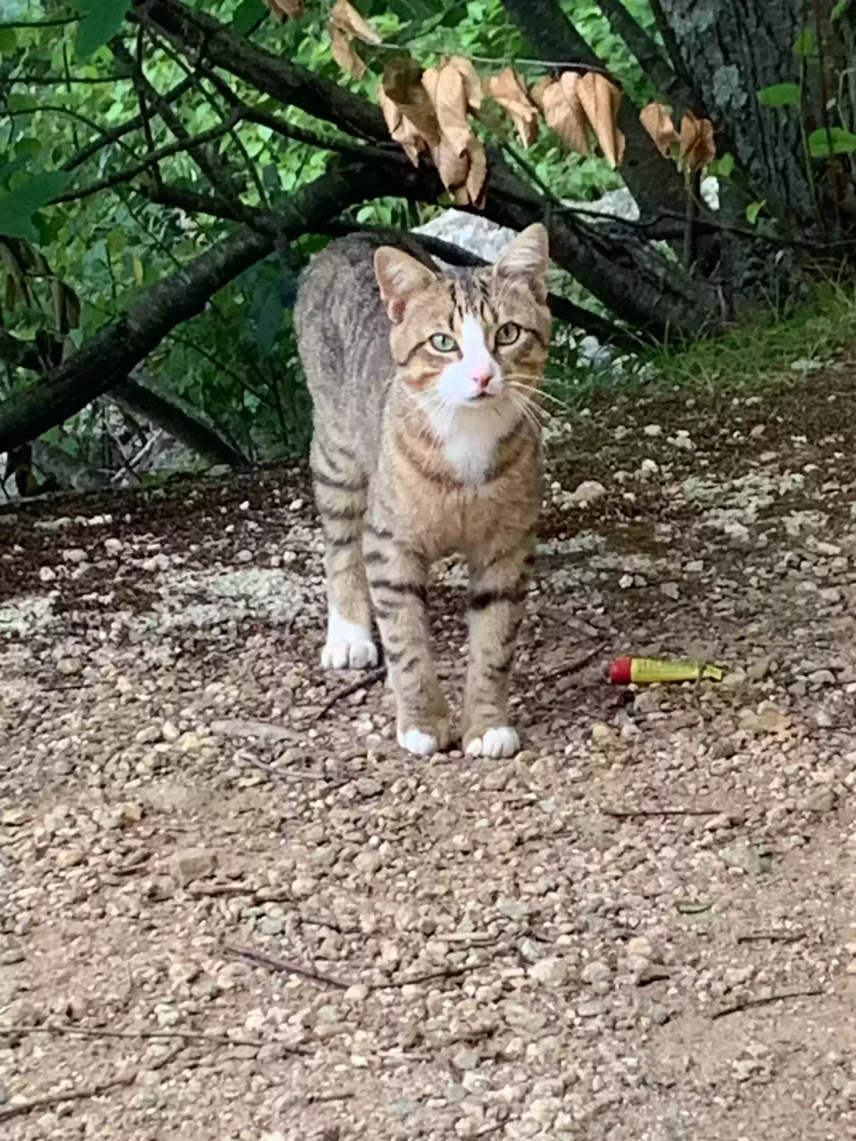 Found Cat