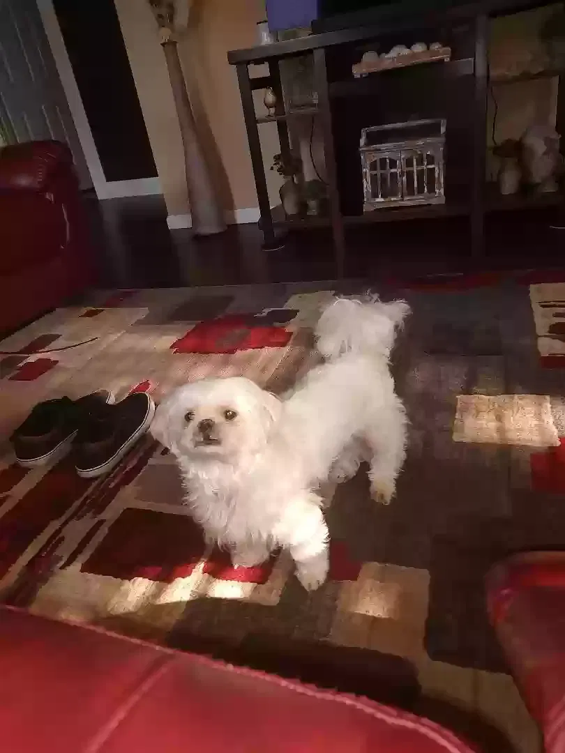 Lost dog in Hempstead, TX, 77445