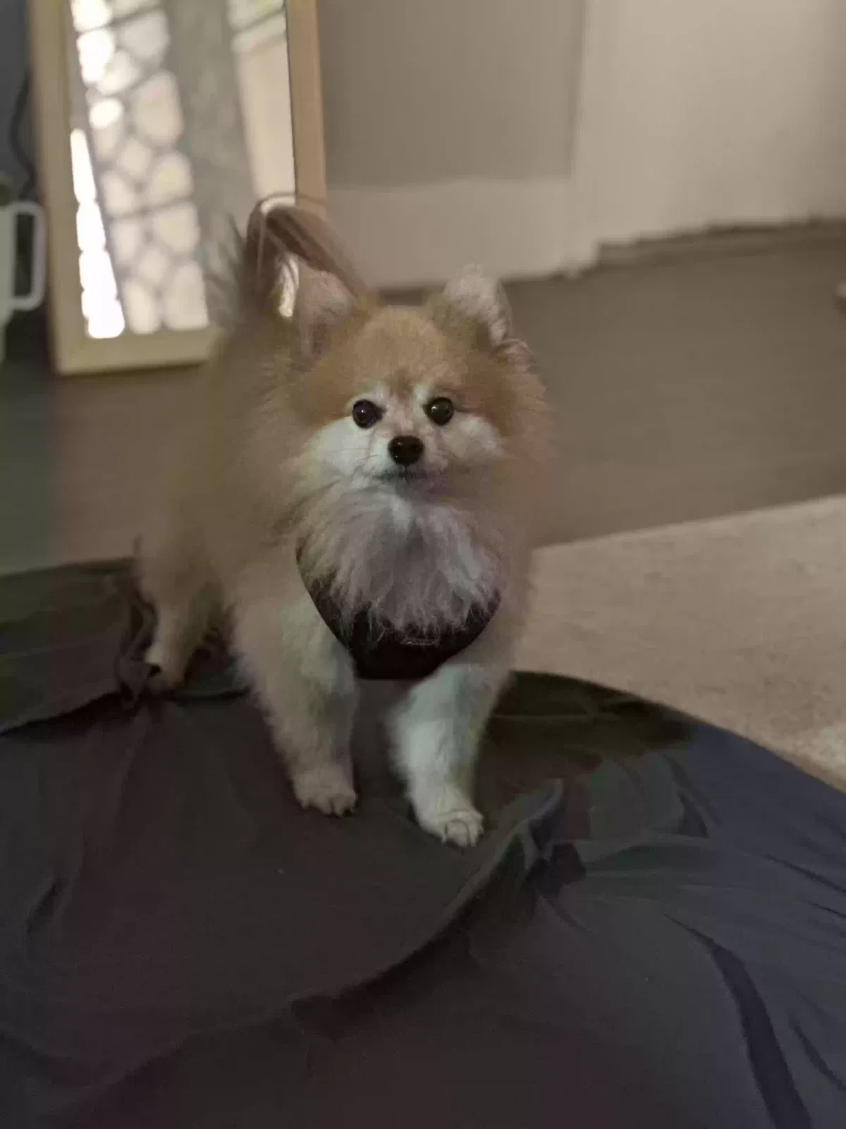 Lost dog in Delray Beach, FL, 33484