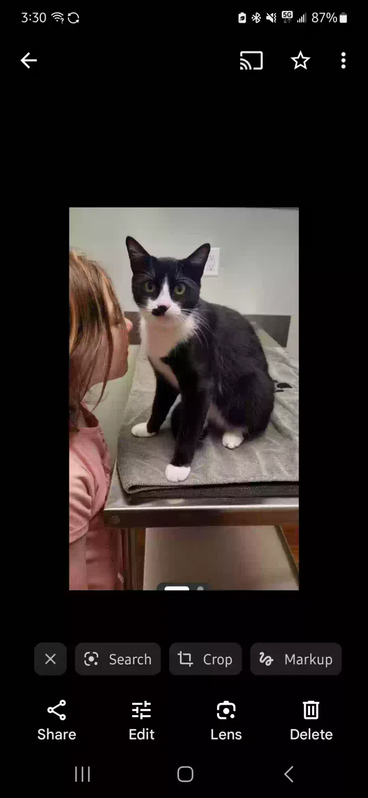 Lost cat in Clearwater, FL, 33763