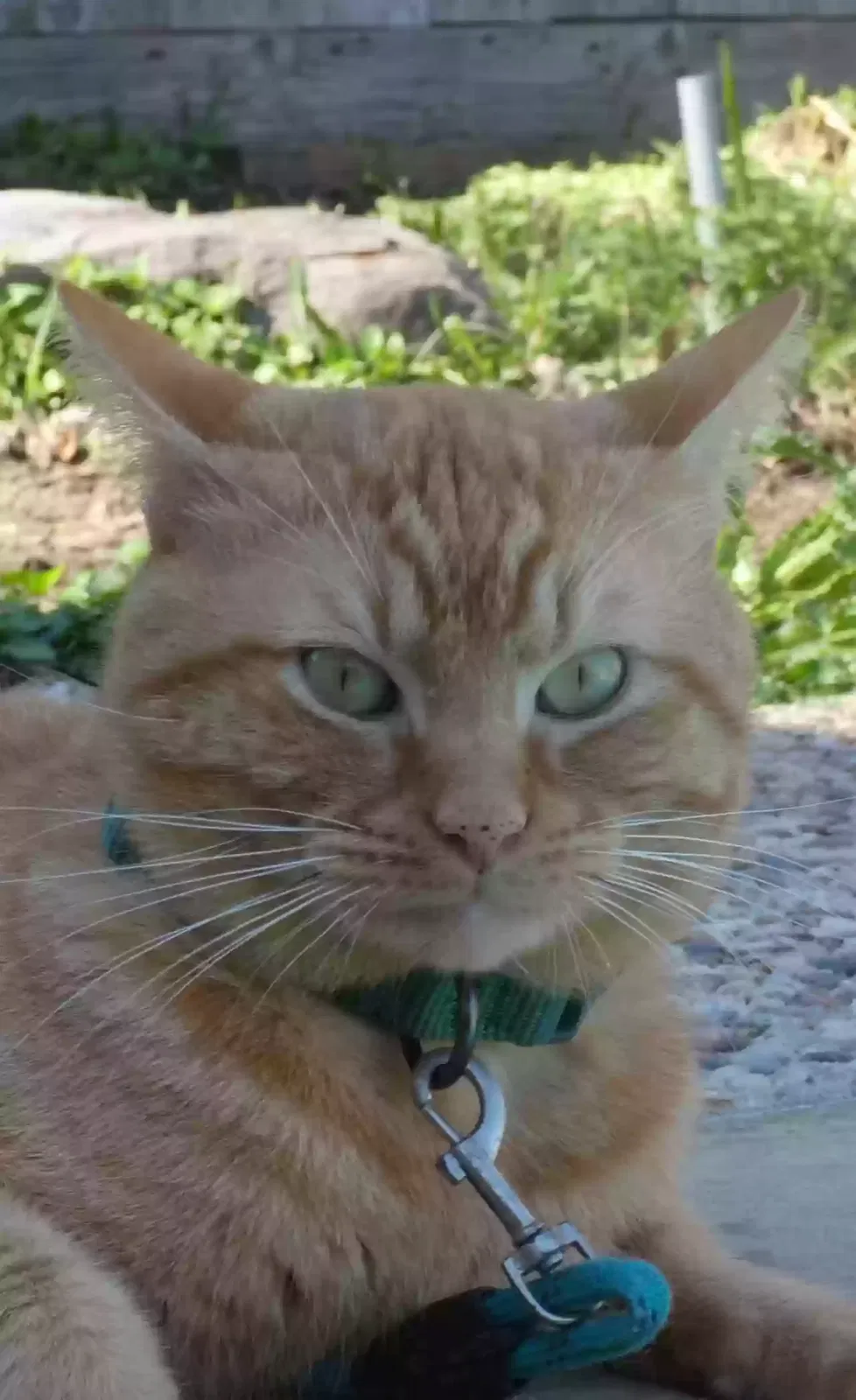 Lost cat in Laredo, TX, 78046