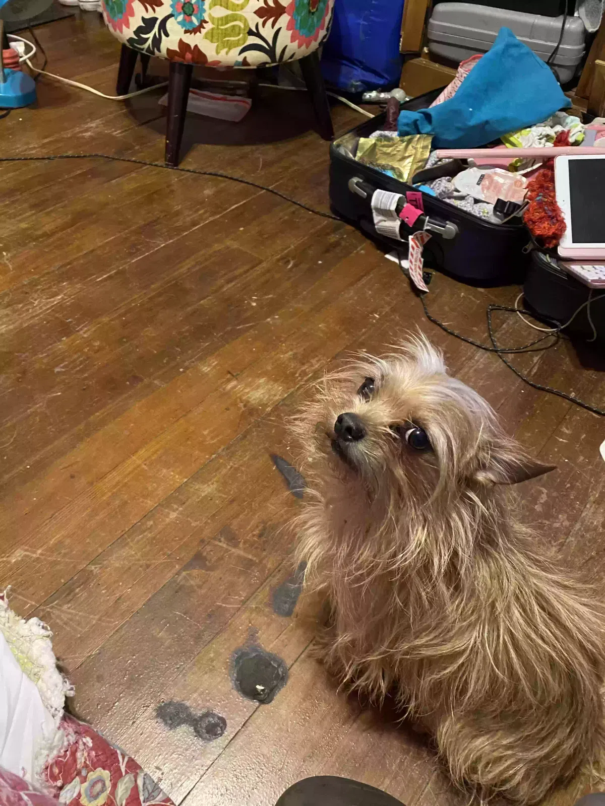 Lost dog in Unknown, CA, 941