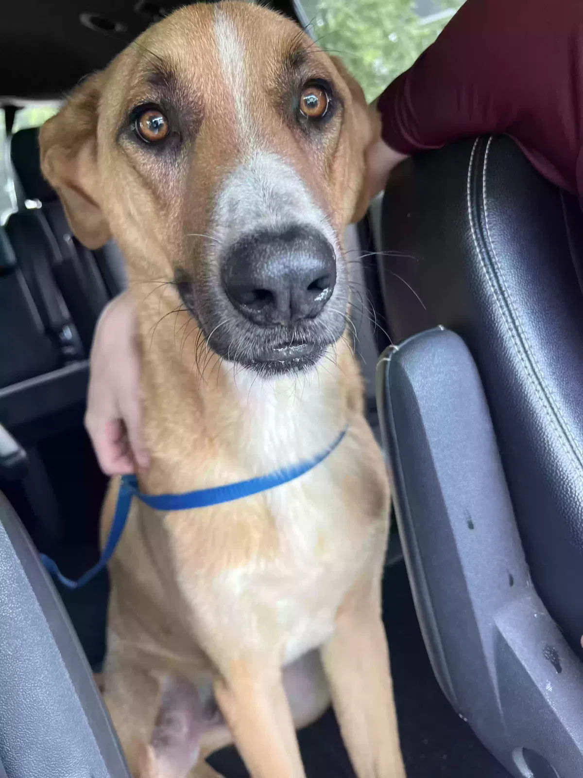 Found dog in Irmo, SC, 29063