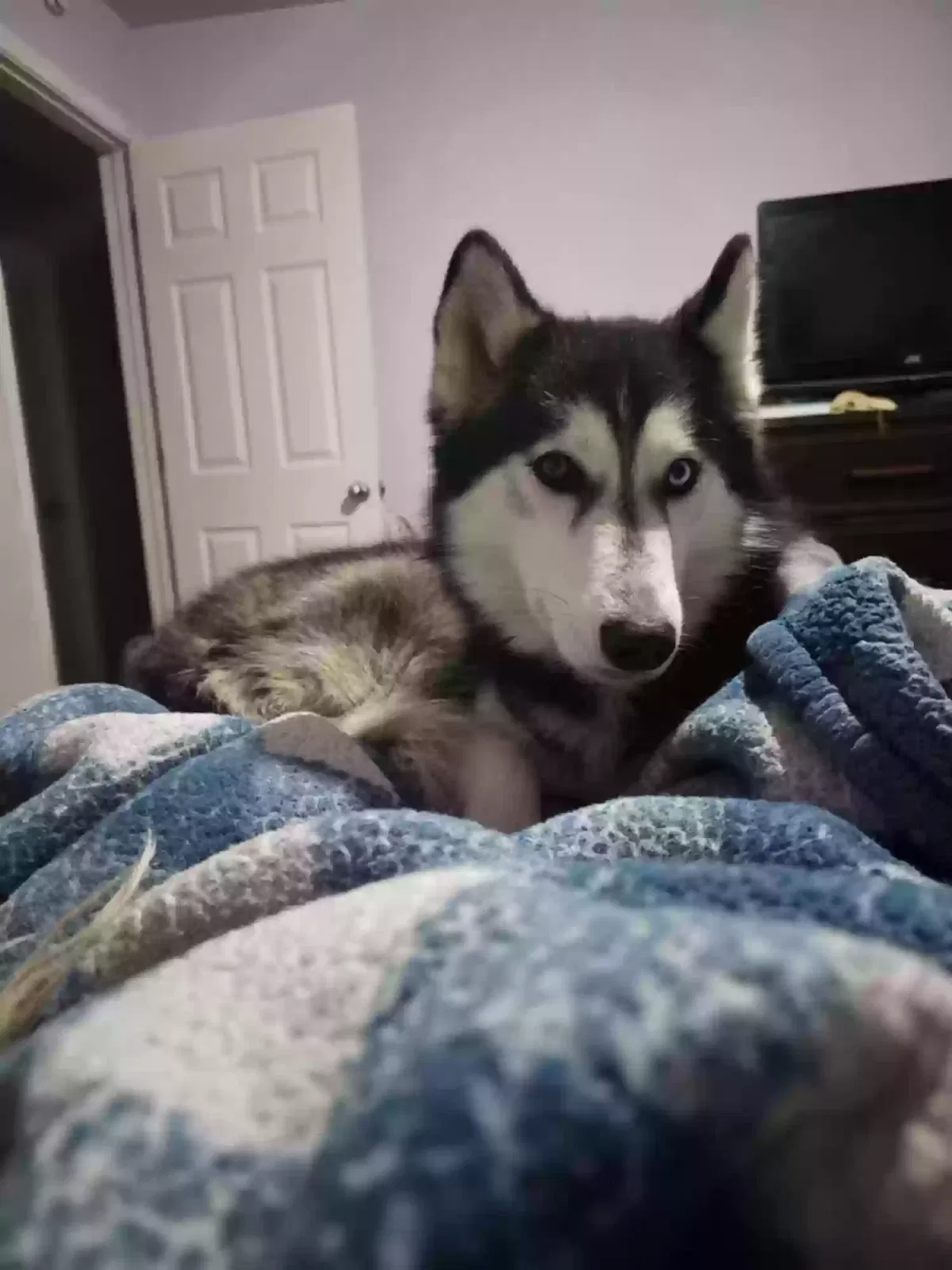 Lost dog in Clarksville, TN, 37042