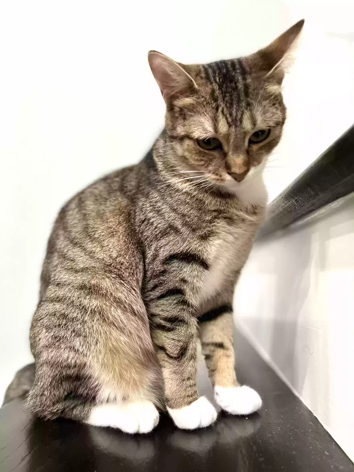 Lost cat in Sugar Land, TX, 77479