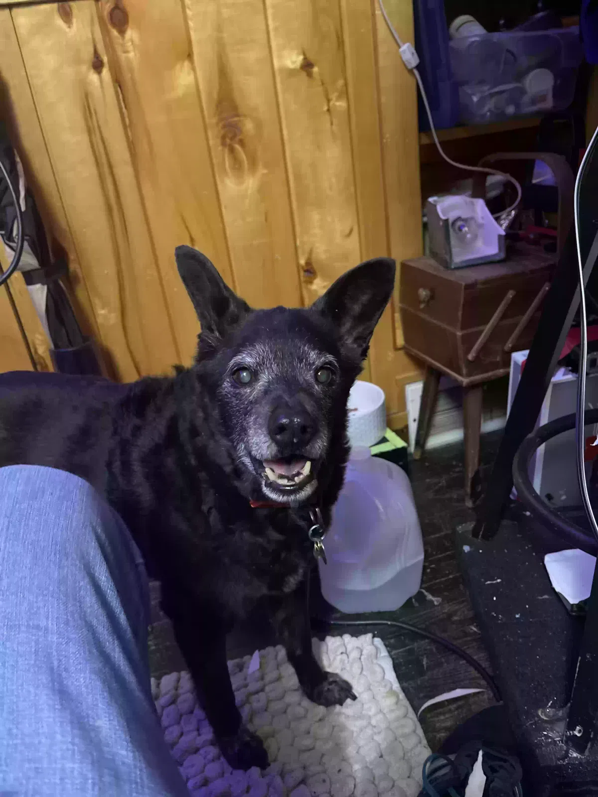 Lost dog in Morris, MN, 56267