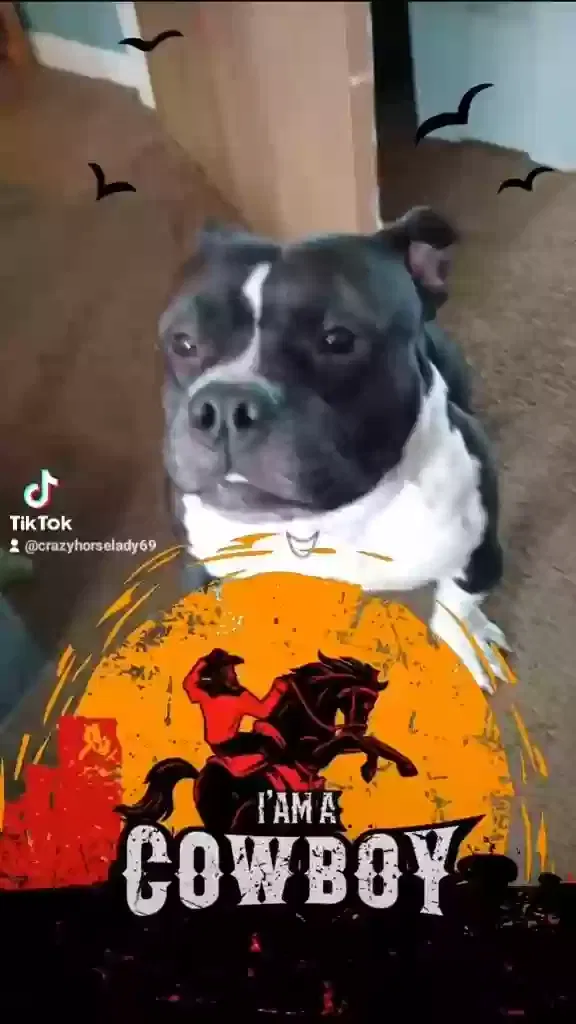 Lost dog in Columbus, OH, 43207