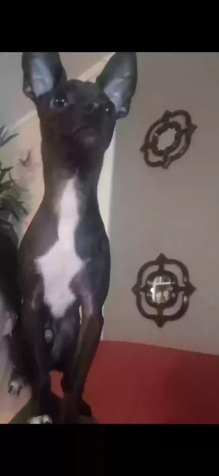 Lost dog in Hanceville, AL, 35077