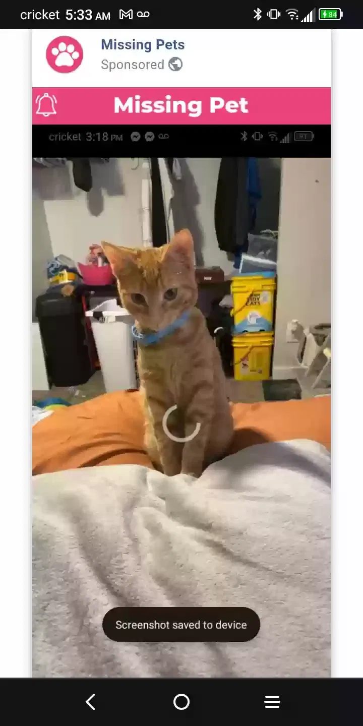 Lost cat in Spokane, WA, 99208