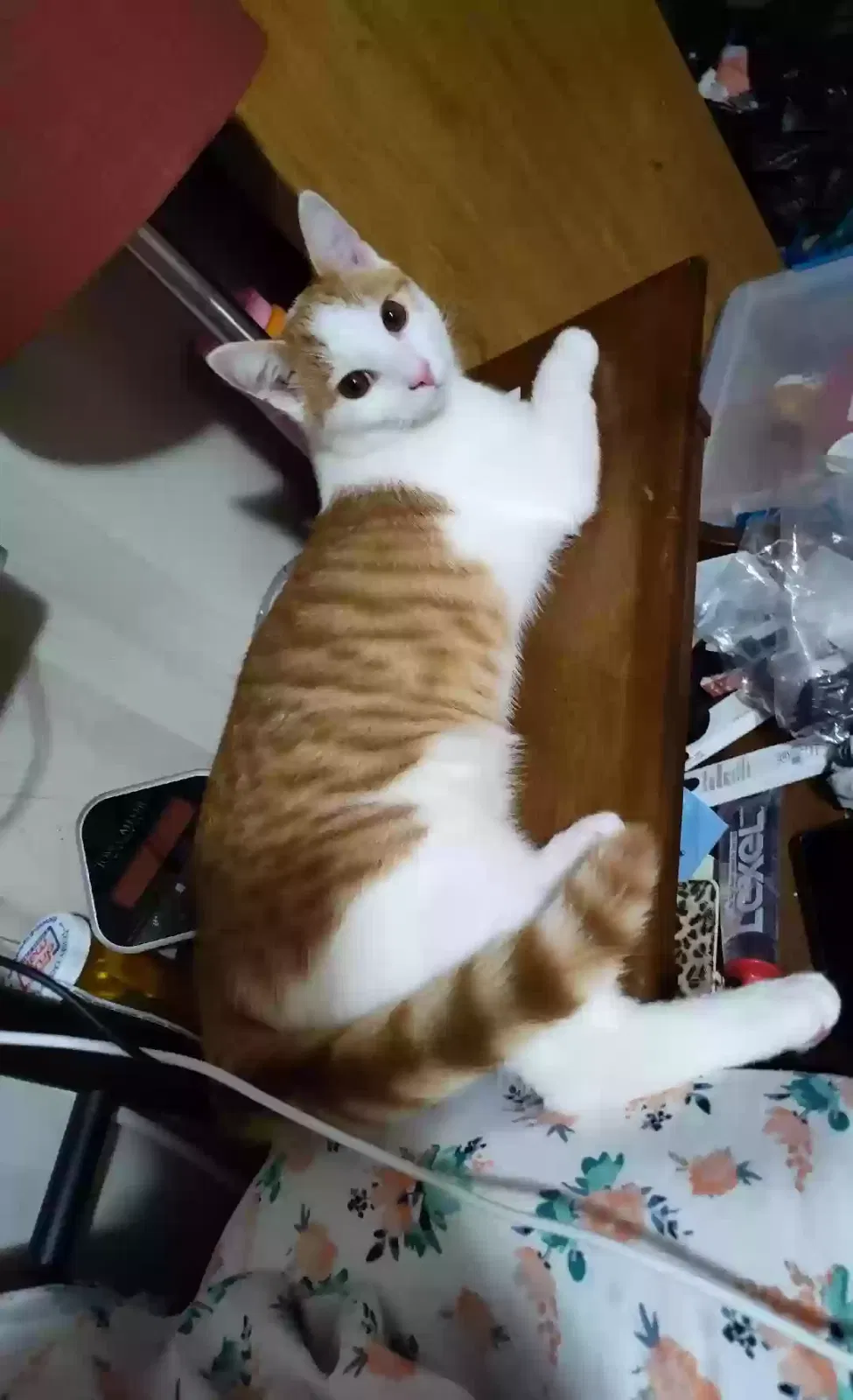 Lost cat in Strasburg, OH, 44680