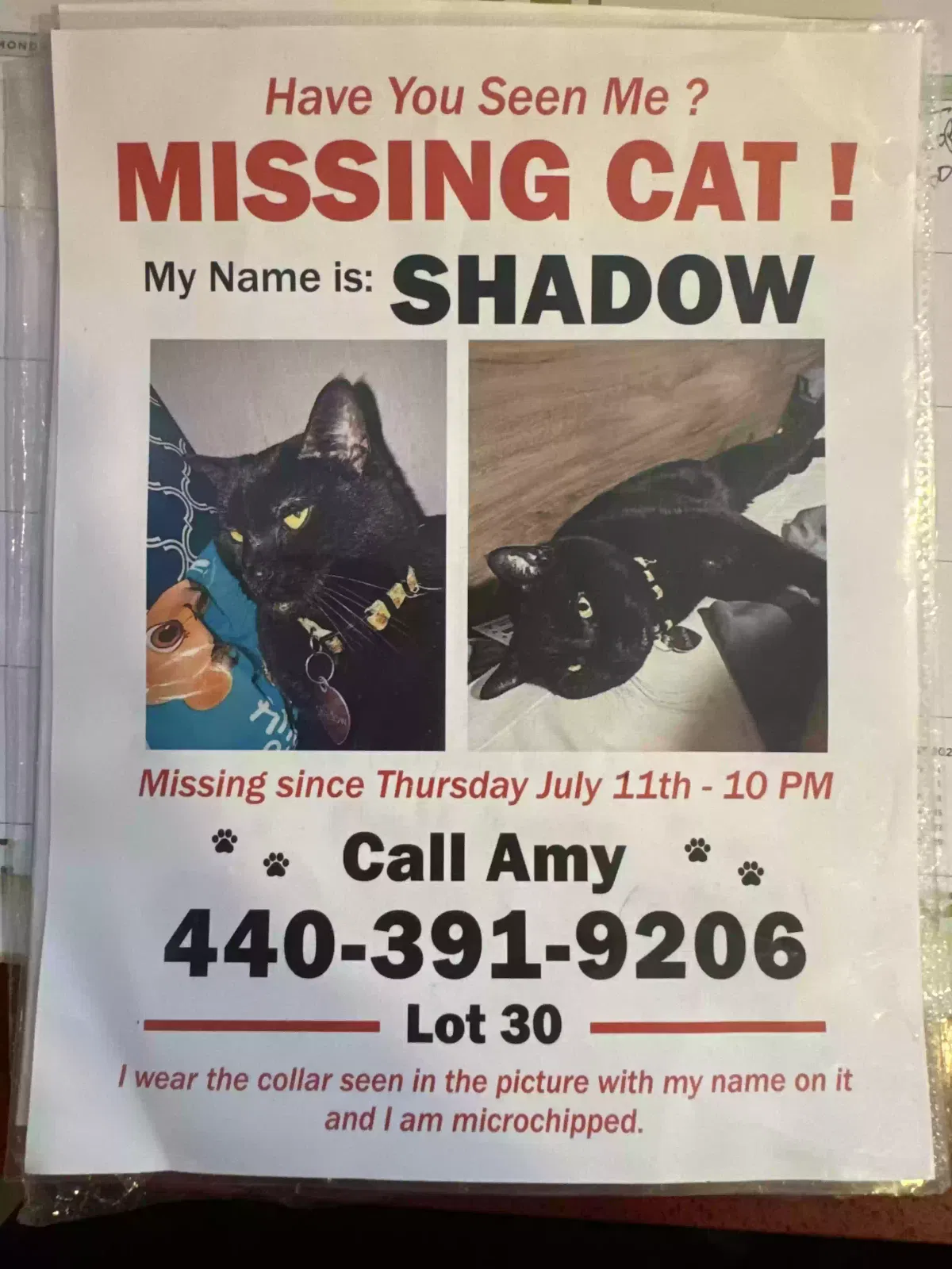 Lost cat in Hobe Sound, FL, 33455