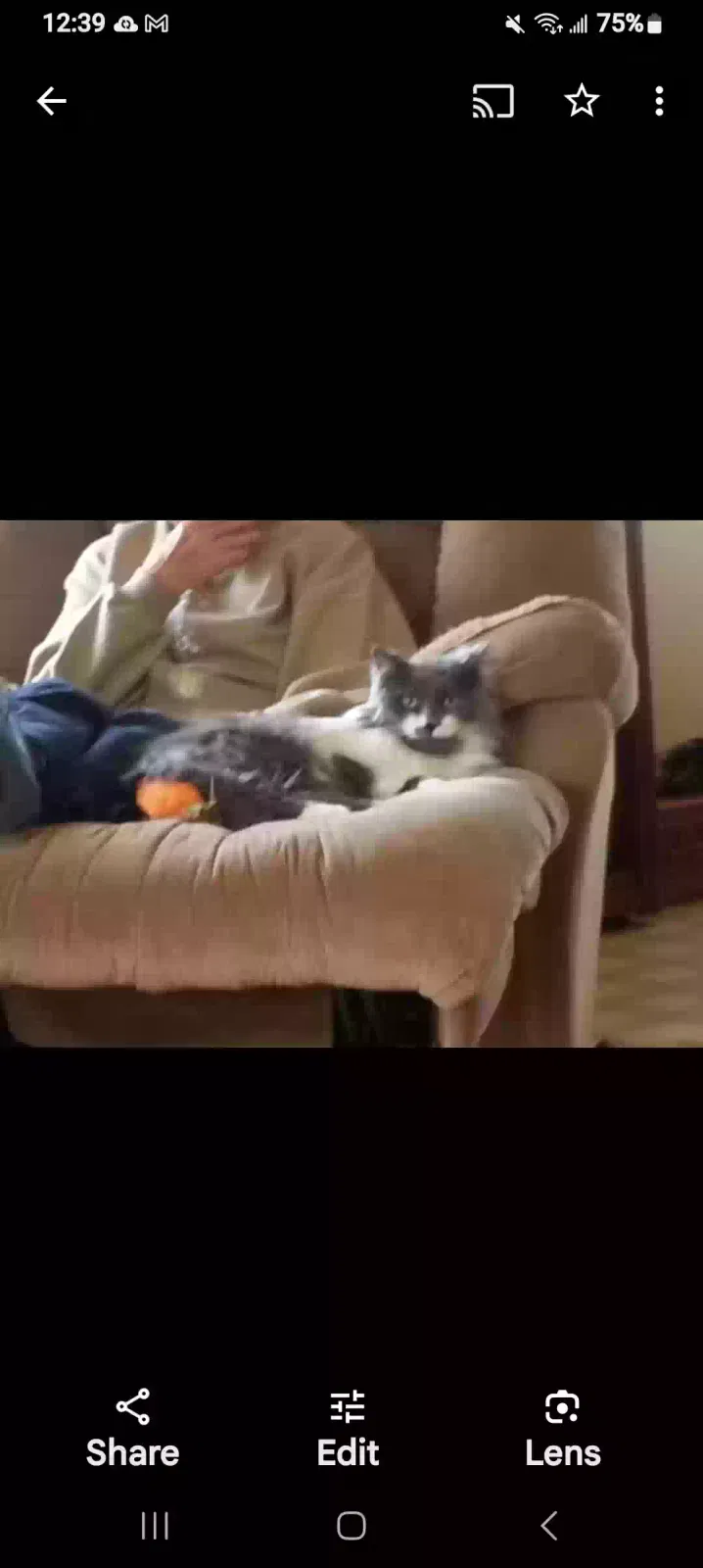Lost cat in Utica, MI, 48315