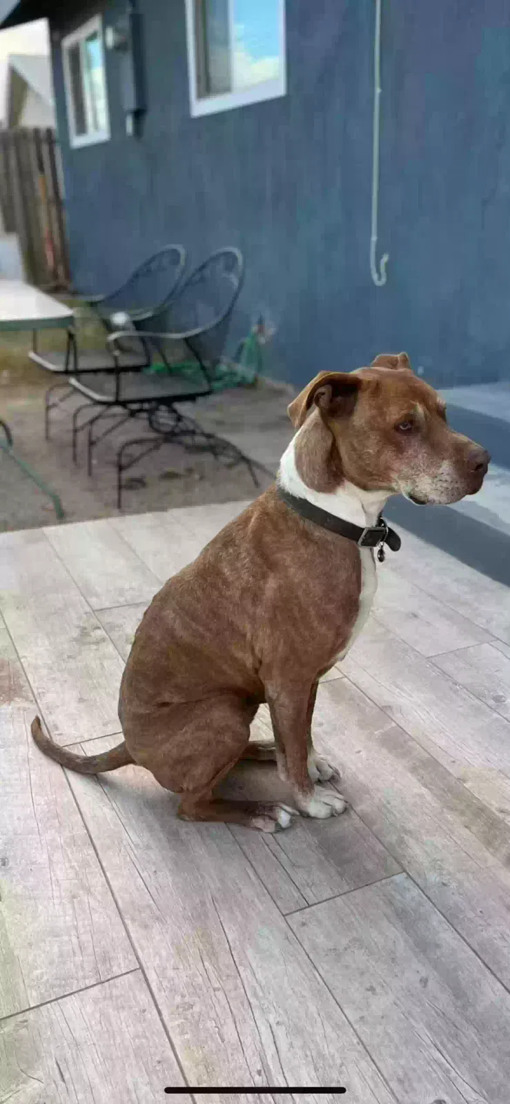 Lost dog in Las Vegas, NV, 89110