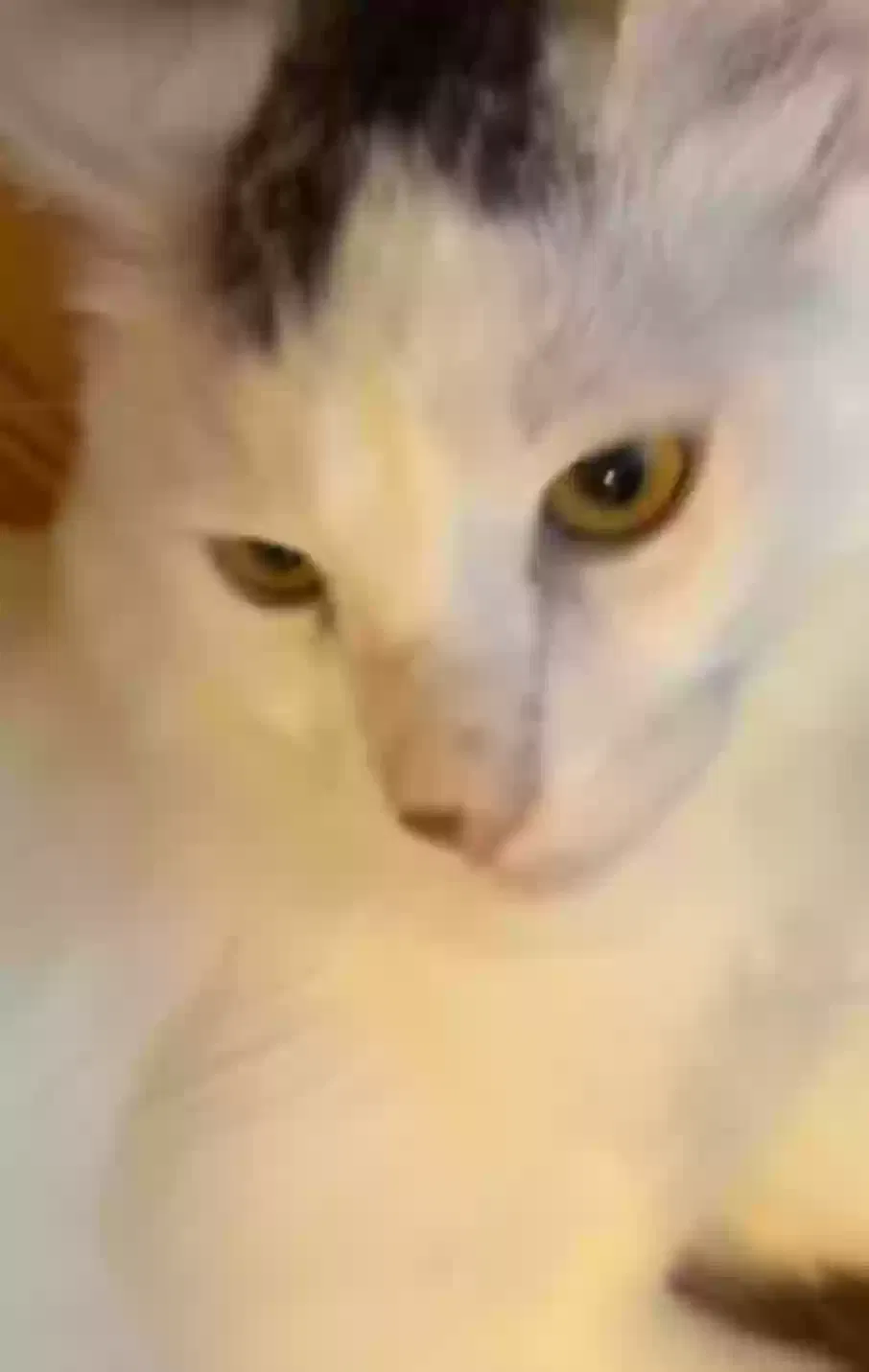 Lost cat in San Diego, CA, 92129
