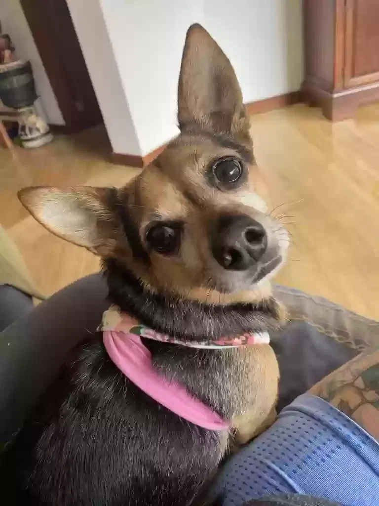 Lost dog in Murrieta, CA, 92563