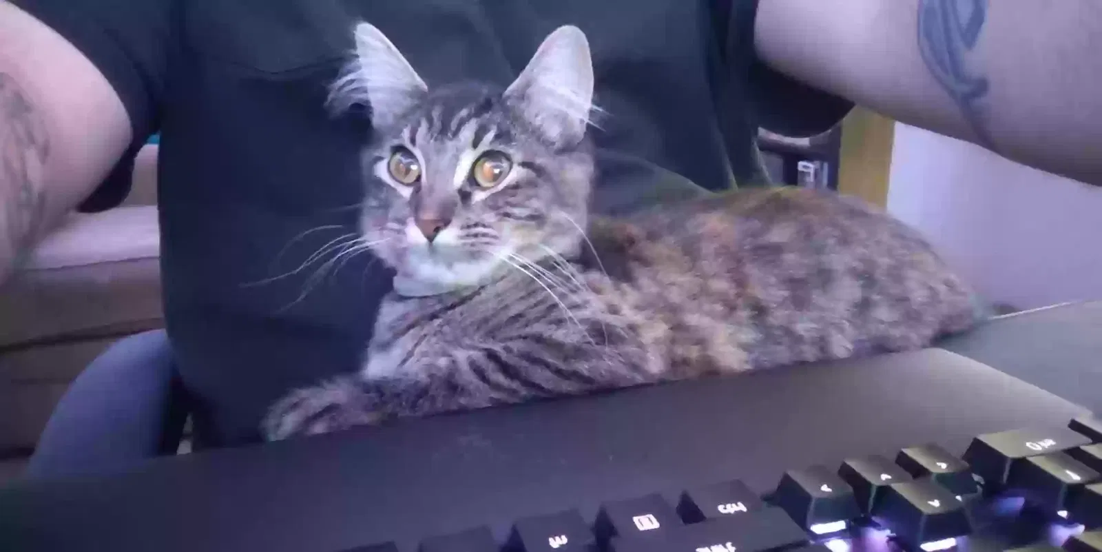 Lost cat in Haltom City, TX, 76117
