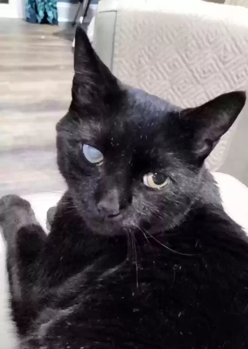 Lost cat in Templeton, MA, 1468
