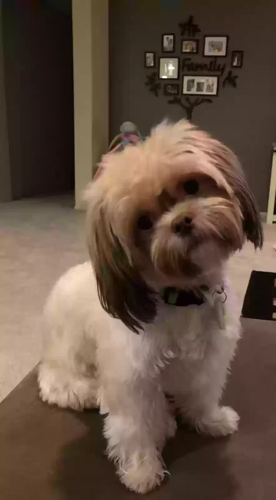 Lost dog in Riverside, CA, 92503