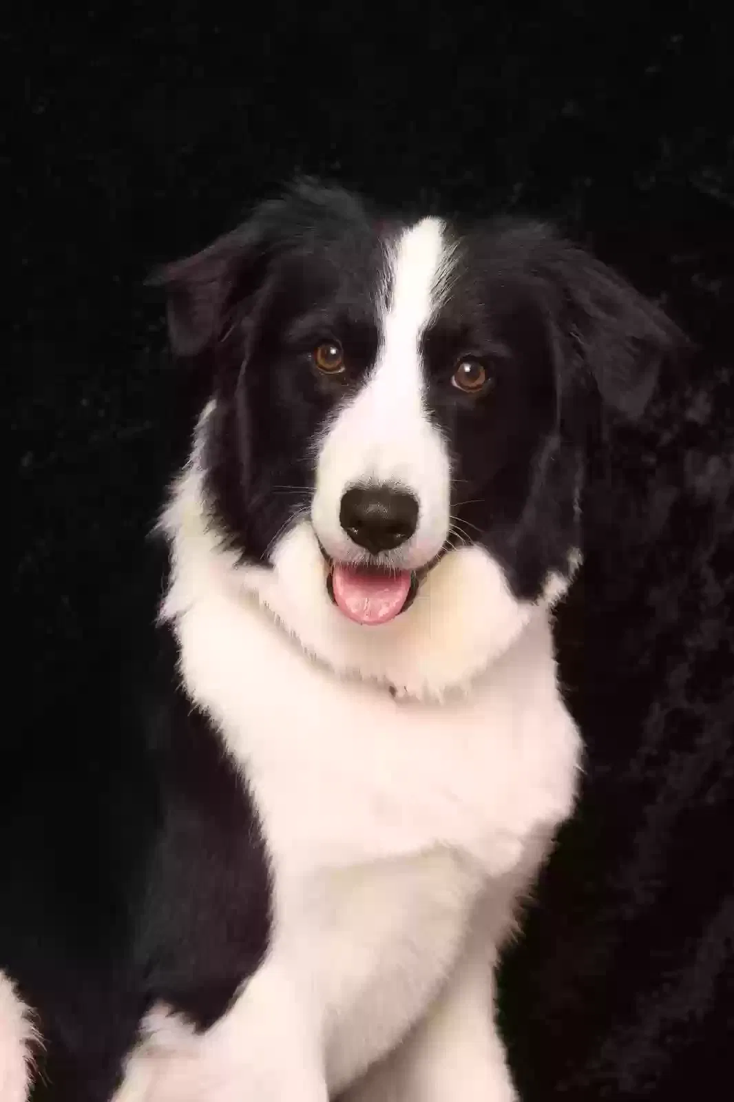 Lost dog in Casselberry, FL, 32707