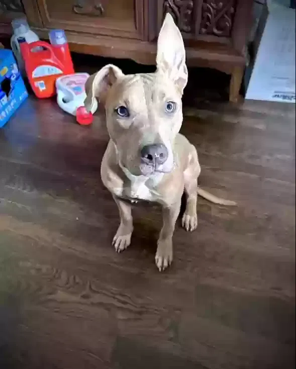 Lost dog in Petersburg, VA, 23805