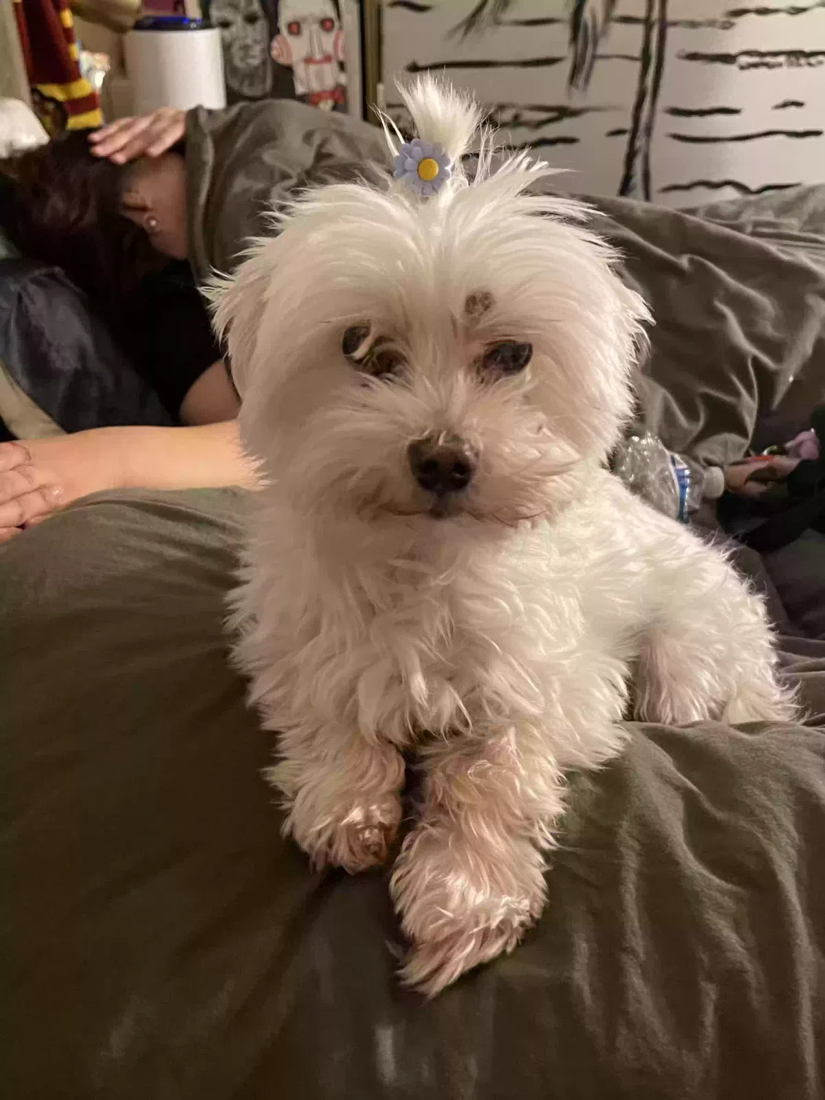 Lost dog in Sylmar, CA, 91342
