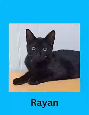 Lost cat in Stone Mountain, GA, 30087