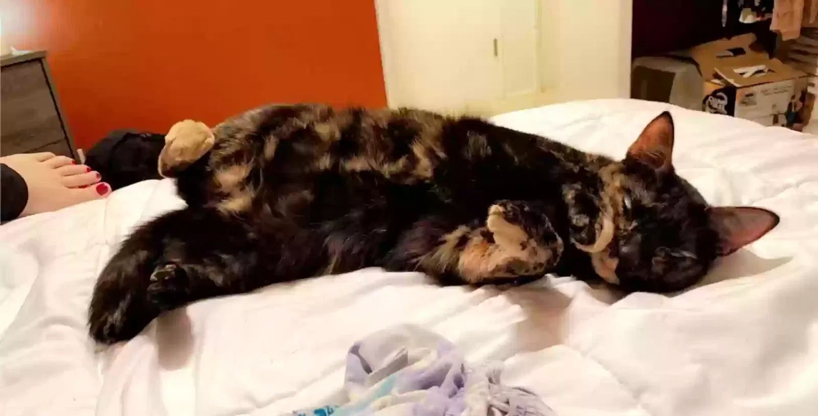 Lost cat in Everett, WA, 98208