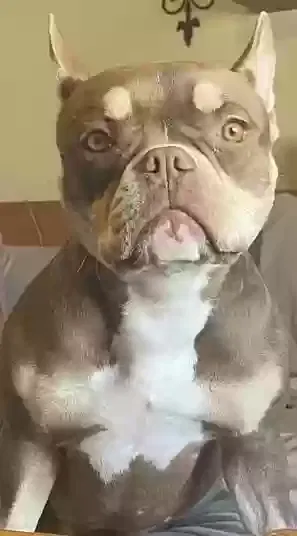 Lost dog in Albuquerque, NM, 87123
