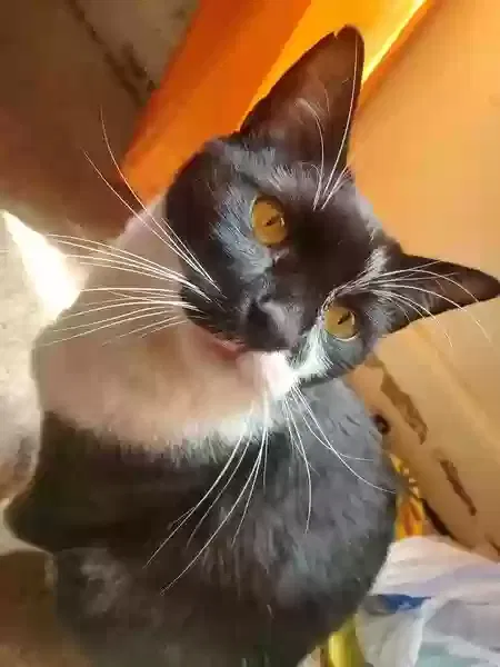 Lost cat in Rossville, GA, 30741