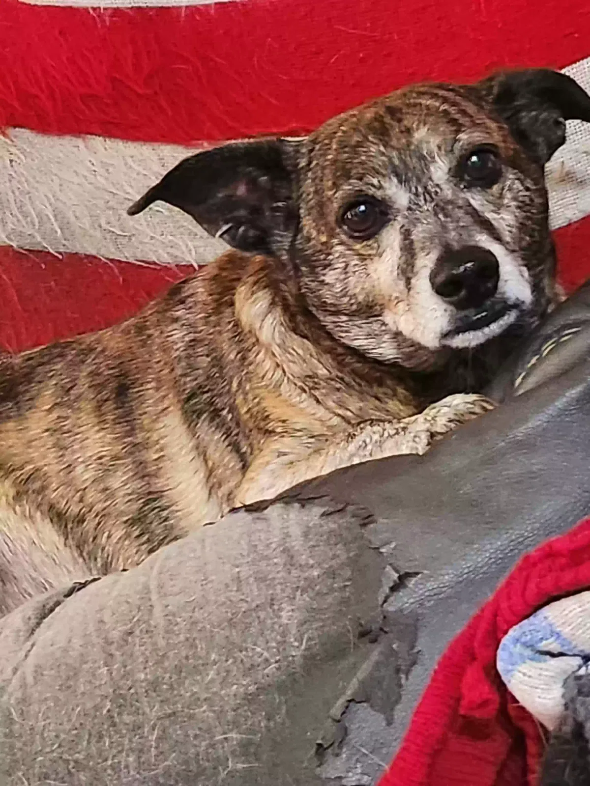 Lost dog in Tampa, FL, 33613