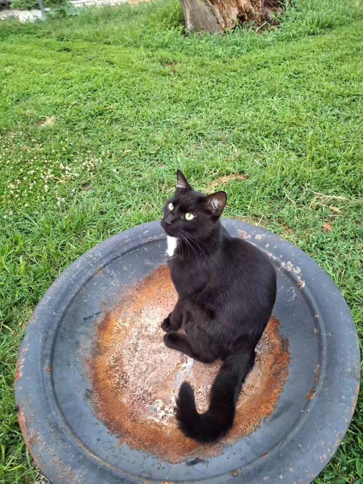 Lost cat in Wichita, KS, 67218