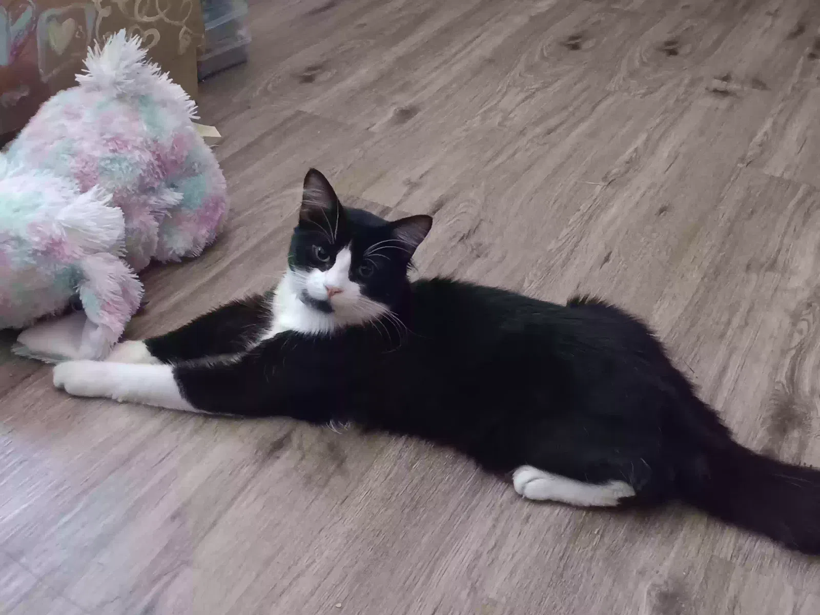 Lost cat in Vallejo, CA, 94590
