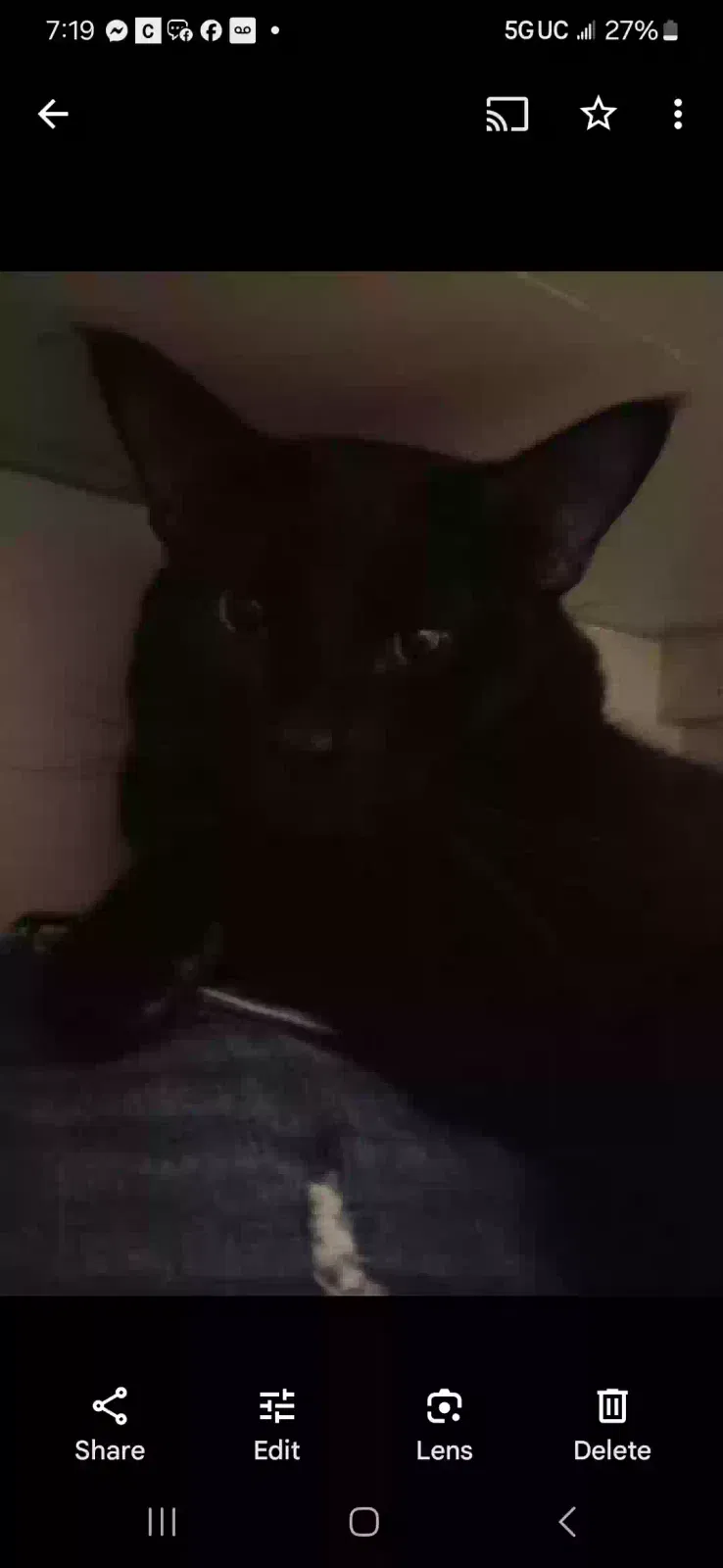 Lost cat in Fort Lauderdale, FL, 33309