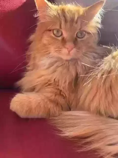 Lost cat in Denver, CO, 80219