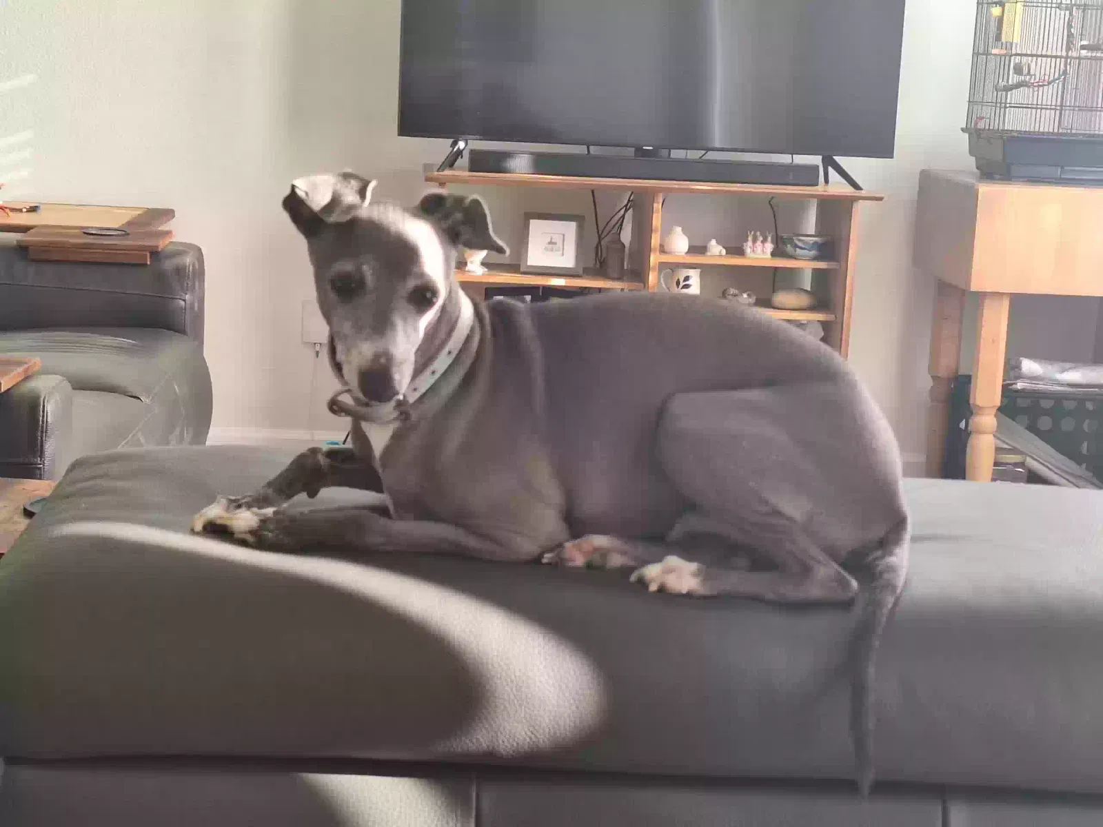 Lost dog in Deland, FL, 32720