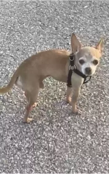 Lost dog in Lake Worth, FL, 33460
