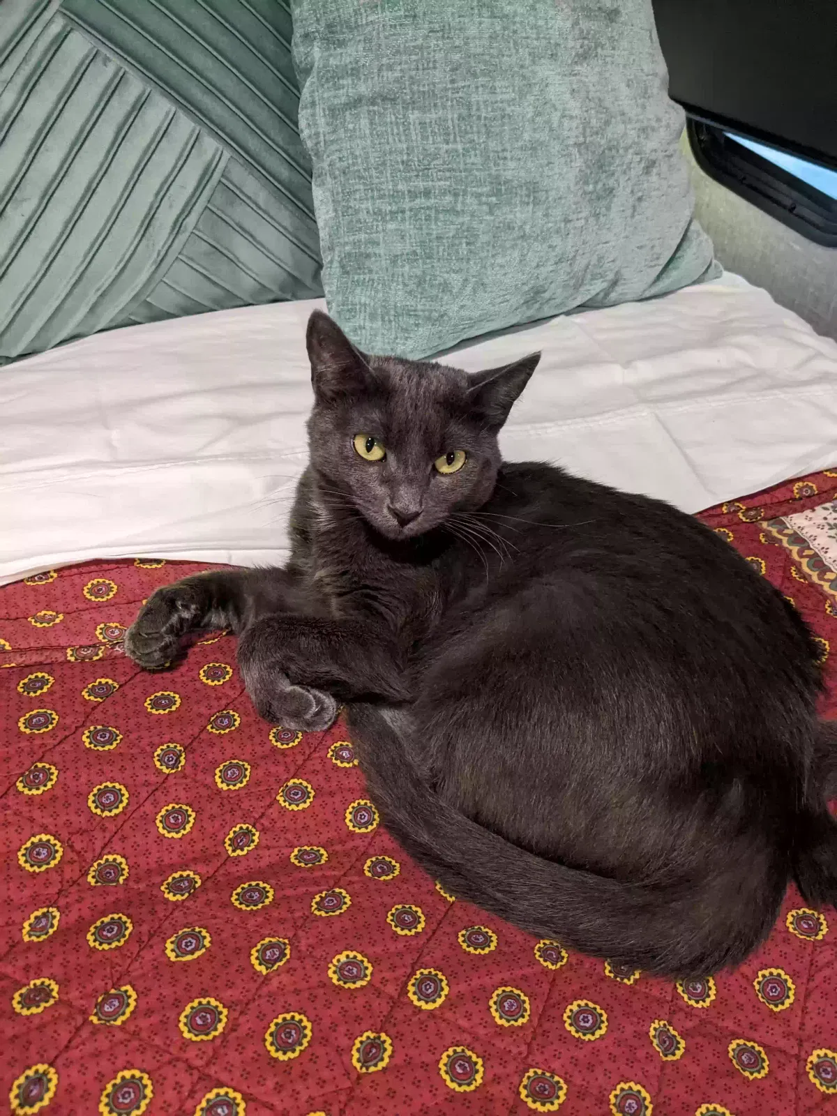 Lost cat in La Mesa, CA, 91942