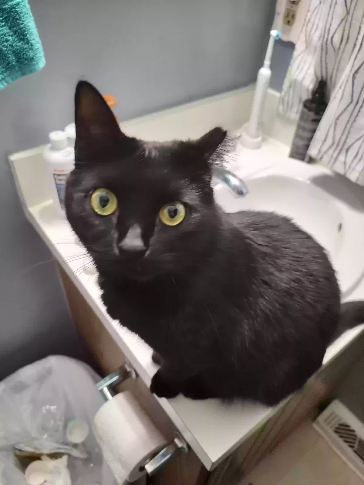 Lost cat in Mentor, OH, 44060