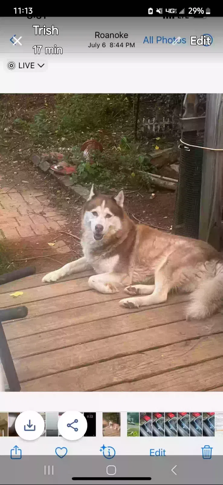 Lost dog in Christiansburg, VA, 24073