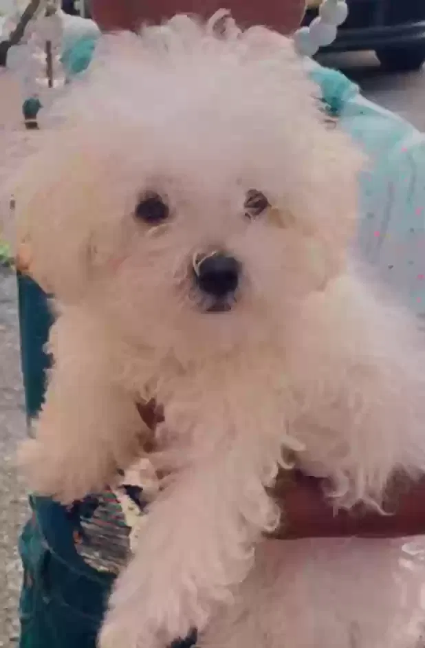 Lost dog in Akron, OH, 44301